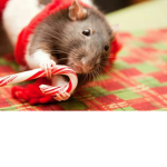 I Eat Ratties Fan Club