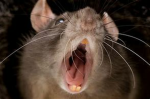 The Fat Rats :0