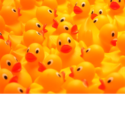 DUCK