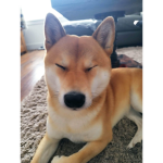 Shiba group!!