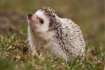 the helpful hedgehogs !!