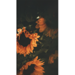 Sxucy Яadioactivity