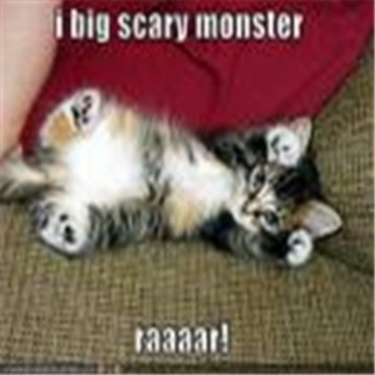funny cat Roblox decal