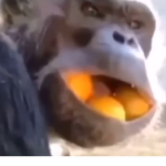 Monke king's Monke society