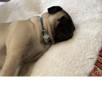 THUNDER PUGS