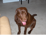 i like dogs do u