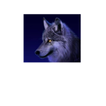 blue wolfs