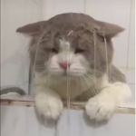 fatcatgroup