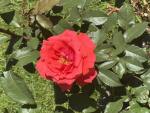 Peaceful rose