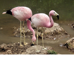 flamingo flocks offical group hangout