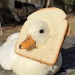 Ducks of doom and despair