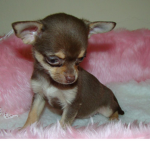 cute dogs :3