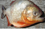 Fishies Club!