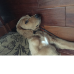 Dog’s of fun