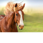 horse gang please join