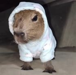 The Crazy Capybara's Group