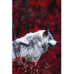 Wolfies :3