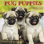 Fan Pugs