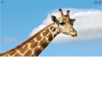 Giraffe people group :)