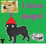Pugs with memes fan club