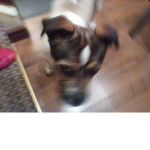 My dog is adorable