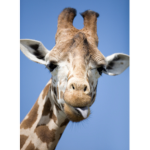 Giraffes4life