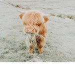 brownies cow!
