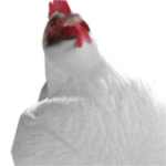 The Chicken Fan Club1