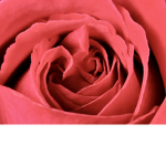 Mary’s roses