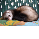 Ferrets united!!!