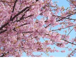 *+Blossoms+*