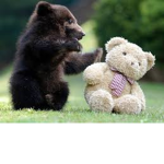 Furry Forever Friends