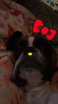 Pandalover042375