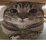 fgdbv cvcvxvdxccdxcxcx
