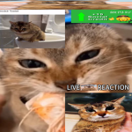 wowzos gang