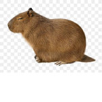 Capybara C