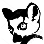 #TEAM LEMUR