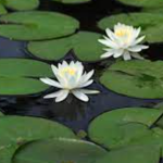 waterlilies