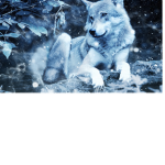 Roleplay Wolf's