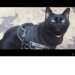 security dog
