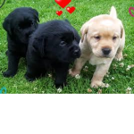 the LABRADOR puppies