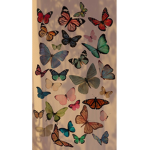 butterfliez シ