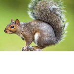 Squirrels_100