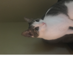 Yeah meow meow meow meow meow meow meow meow meow