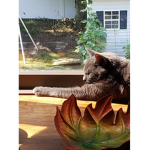 KittyCat Squad 3D