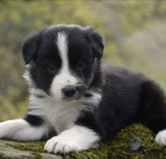 The lovely border collies
