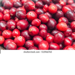Cranberry club greatness