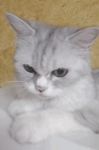 abaza