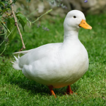 Guess the Animals