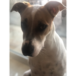 Tiko 2.0